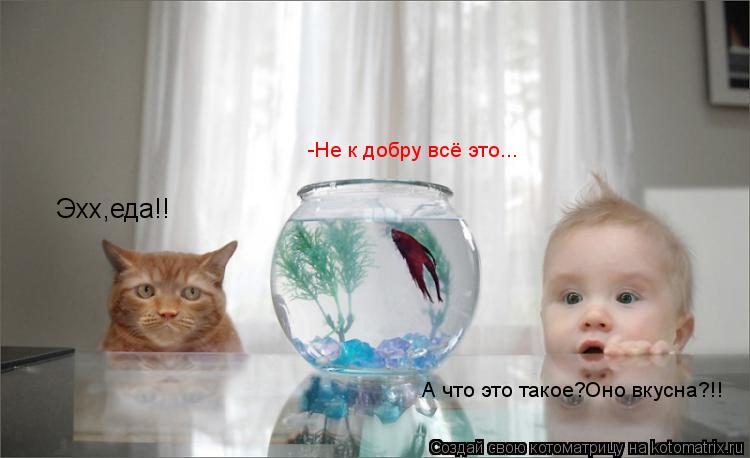 Эхх,еда!! А что это такое?Оно вкусна?!! -Не к добру всё это...... Котоматрица: Эхх,еда!! А что это такое?Оно вкусна?!! -Не к добру всё это...