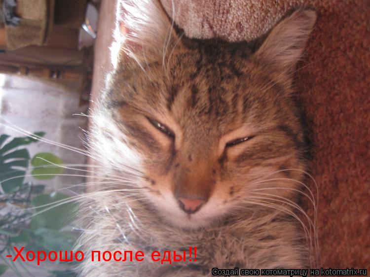 -Хорошо после еды!!... Котоматрица: -Хорошо после еды!!