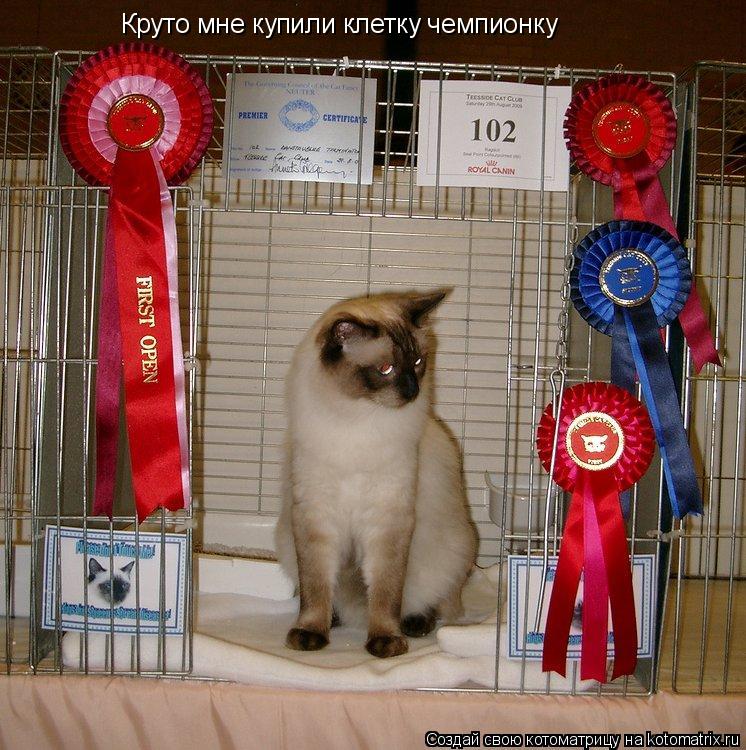 Круто мне купили клетку чемпионку... Котоматрица: Круто мне купили клетку чемпионку
