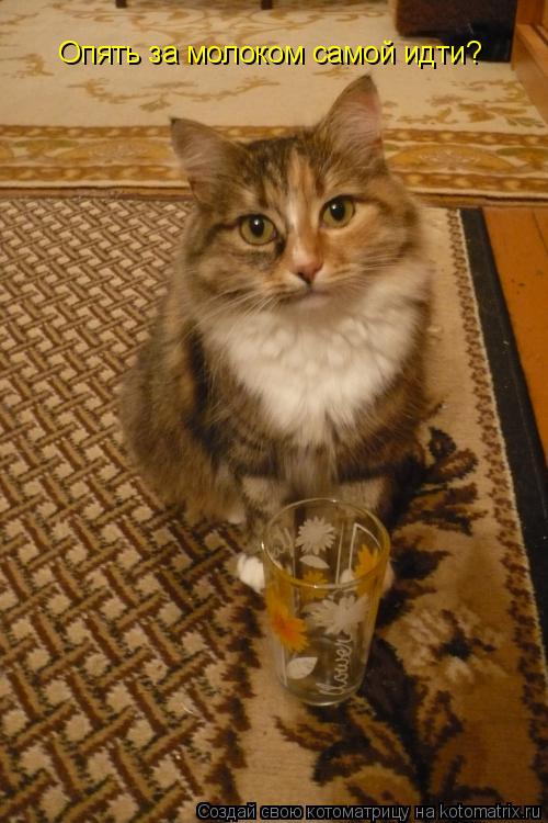 Опять за молоком самой идти?... Котоматрица: Опять за молоком самой идти?