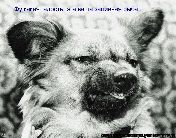 Фу какая гадость, эта ваша заливная рыба!... Котоматрица: Фу какая гадость, эта ваша заливная рыба!