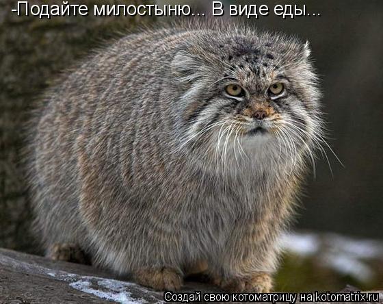 -Подайте милостыню... В виде еды...... Котоматрица: -Подайте милостыню... В виде еды...