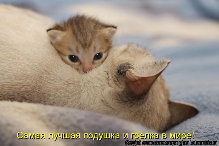 Самая лучшая подушка и грелка в мире!... Котоматрица: Самая лучшая подушка и грелка в мире!