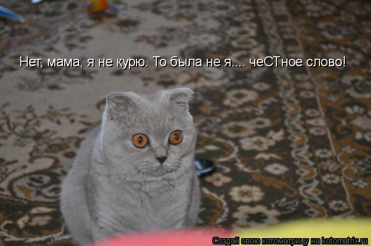 Нет, мама, я не курю. То была не я.... чеСТное слово!... Котоматрица: Нет, мама, я не курю. То была не я.... чеСТное слово!