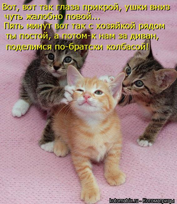 Котоматрица: Вот, вот так глаза прикрой, ушки вниз чуть жалобно повой... Пять минут вот так с хозяйкой рядом ты постой, а потом-к нам за диван, поделимся по-