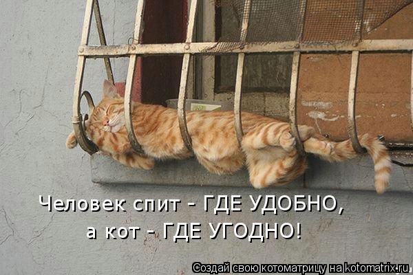 Человек спит - ГДЕ УДОБНО, а кот - ГДЕ УГОДНО!... Котоматрица: Человек спит - ГДЕ УДОБНО, а кот - ГДЕ УГОДНО!