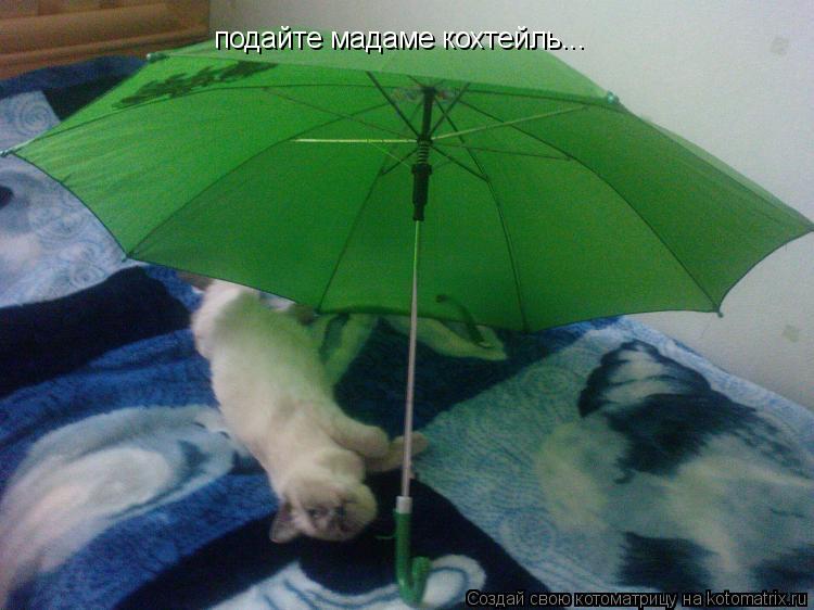 подайте мадаме кохтейль...... Котоматрица: подайте мадаме кохтейль...