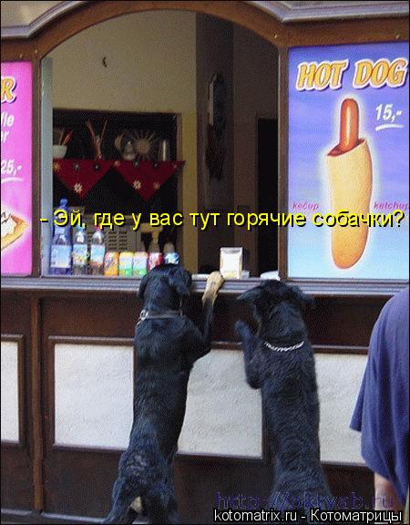- Эй, где у вас тут горячие собачки?... Котоматрица: - Эй, где у вас тут горячие собачки?