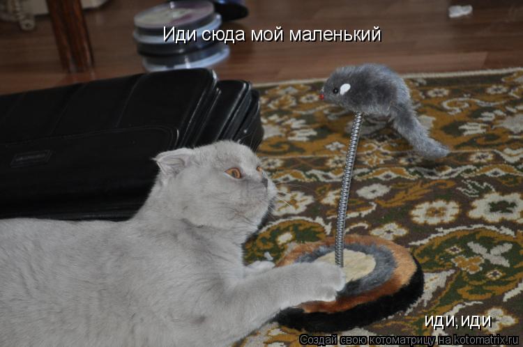 Иди сюда мой маленький иди,иди... Котоматрица: Иди сюда мой маленький иди,иди