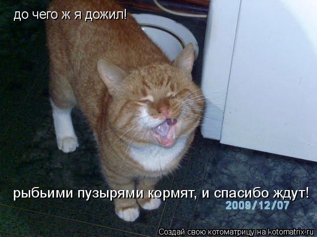 до чего ж я дожил! рыбьими пузырями кормят, и спасибо ждут!... Котоматрица: до чего ж я дожил! рыбьими пузырями кормят, и спасибо ждут!