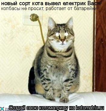 новый сорт кота вывел електрик Вася! колбасы не просит, работает от батарейки!... Котоматрица: новый сорт кота вывел електрик Вася! колбасы не просит, работает от батарейки!