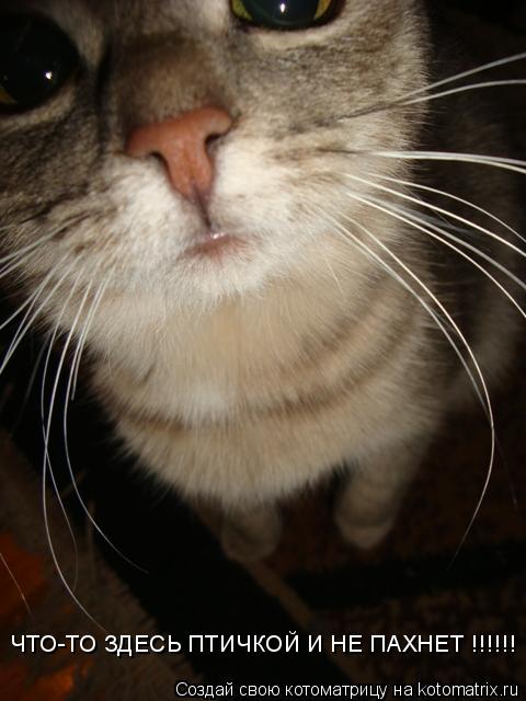 ЧТО-ТО ЗДЕСЬ ПТИЧКОЙ И НЕ ПАХНЕТ !!!!!!... Котоматрица: ЧТО-ТО ЗДЕСЬ ПТИЧКОЙ И НЕ ПАХНЕТ !!!!!!