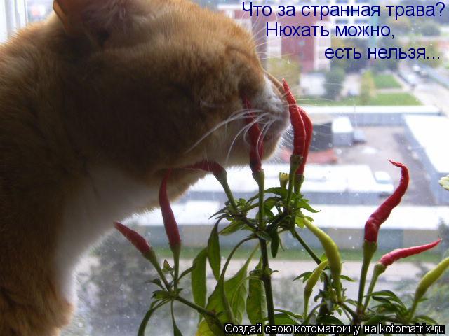 Что за странная трава? Нюхать можно, есть нельзя...... Котоматрица: Что за странная трава? Нюхать можно, есть нельзя...