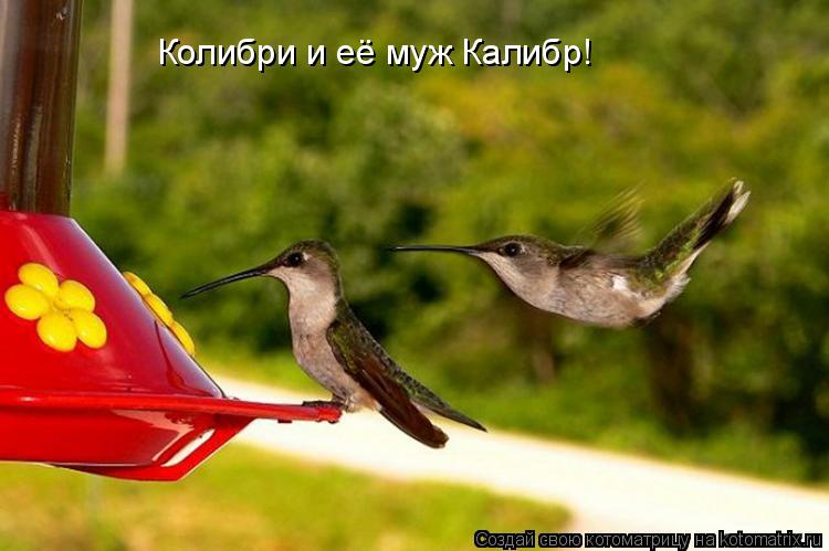 Колибри и её муж Калибр!... Котоматрица: Колибри и её муж Калибр!