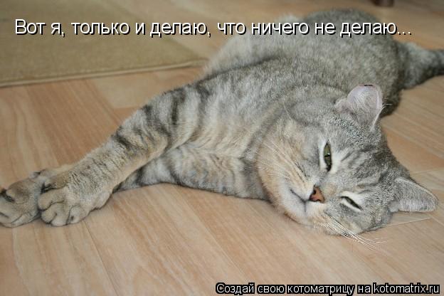 Вот я, только и делаю, что ничего не делаю...... Котоматрица: Вот я, только и делаю, что ничего не делаю...