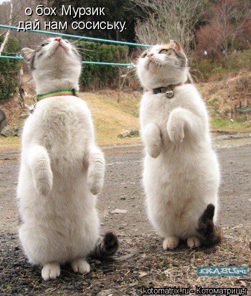 о бох Мурзик дай нам сосиську.... Котоматрица: о бох Мурзик дай нам сосиську.