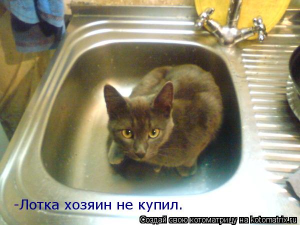 -Лотка хозяин не купил.... Котоматрица: -Лотка хозяин не купил.