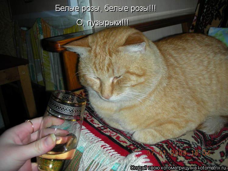 Белые розы, белые розы!!! О, пузырьки!!!... Котоматрица: Белые розы, белые розы!!! О, пузырьки!!!