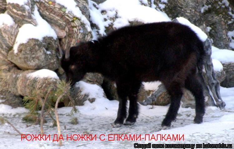 РОЖКИ ДА НОЖКИ С ЕЛКАМИ-ПАЛКАМИ... Котоматрица: РОЖКИ ДА НОЖКИ С ЕЛКАМИ-ПАЛКАМИ