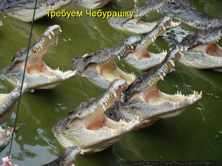 Требуем Чебурашку !... Котоматрица: Требуем Чебурашку !