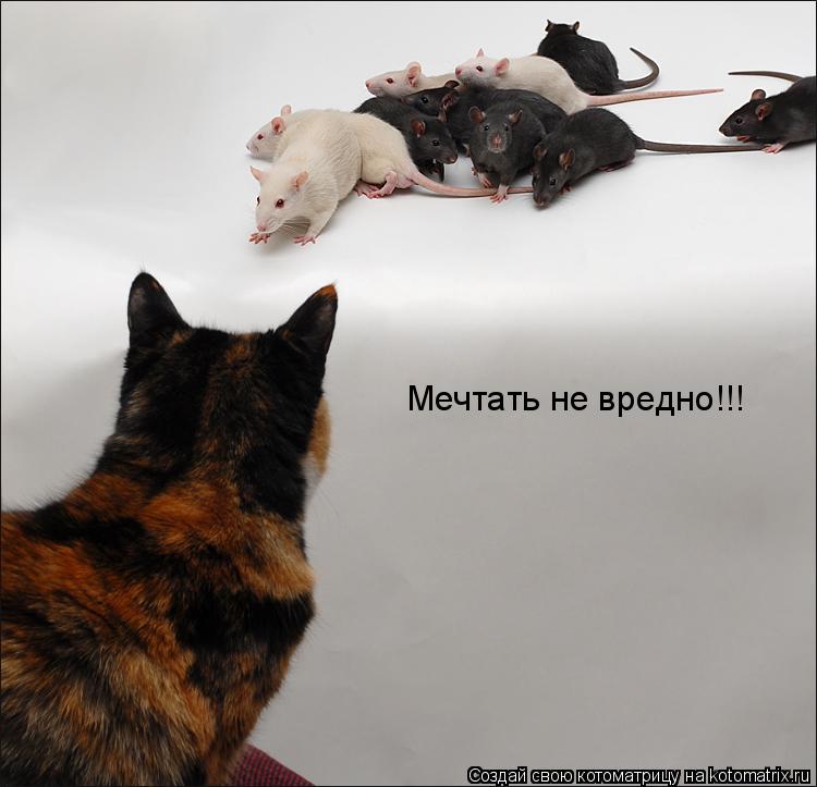 Мечтать не вредно!!!... Котоматрица: Мечтать не вредно!!!