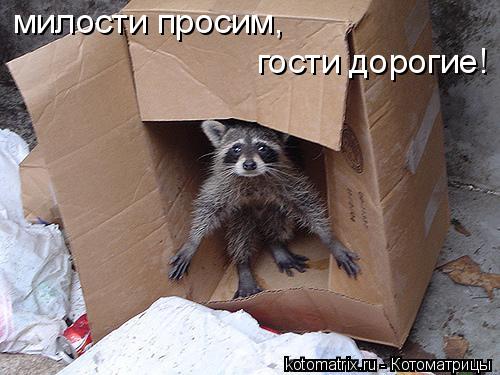 милости просим, гости дорогие!... Котоматрица: милости просим, гости дорогие!