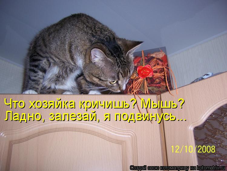 Котоматрица: Что хозяйка кричишь? Мышь? Ладно, залезай, я подвинусь...