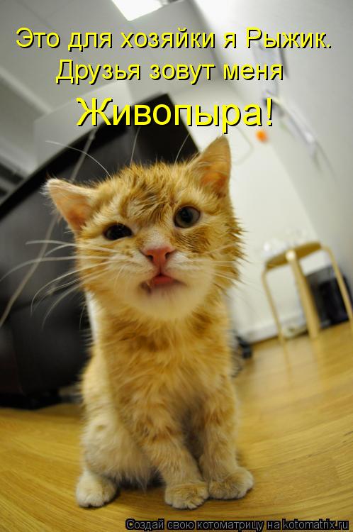 Это для хозяйки я Рыжик. Друзья зовут меня Живопыра!... Котоматрица: Это для хозяйки я Рыжик. Друзья зовут меня Живопыра!
