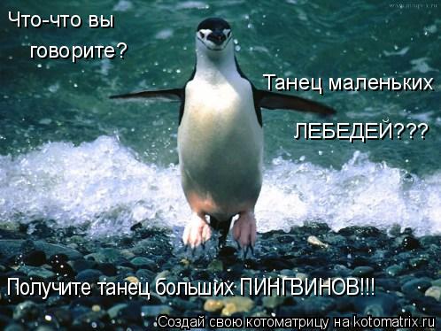 Что-что вы говорите? Танец маленьких ЛЕБЕДЕЙ??? Получите танец больших ПИНГВИНОВ!!!... Котоматрица: Что-что вы говорите? Танец маленьких ЛЕБЕДЕЙ??? Получите танец больших ПИНГВИНОВ!!!
