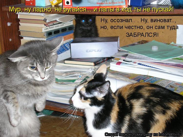 Ну, осознал.. . Ну, виноват.., но, если честно, он сам туда ЗАБРАЛСЯ! Мур, ну ладно, не ругайся... и... Котоматрица: Ну, осознал.. . Ну, виноват.., но, если честно, он сам туда ЗАБРАЛСЯ! Мур, ну ладно, не ругайся... и лапы в ход ты не пускай!