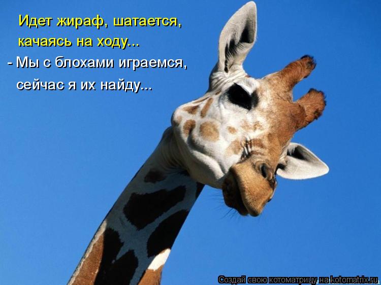 Идет жираф, шатается, качаясь на ходу... - Мы с блохами играемся, сейчас я их найду...... Котоматрица: Идет жираф, шатается, качаясь на ходу... - Мы с блохами играемся, сейчас я их найду...