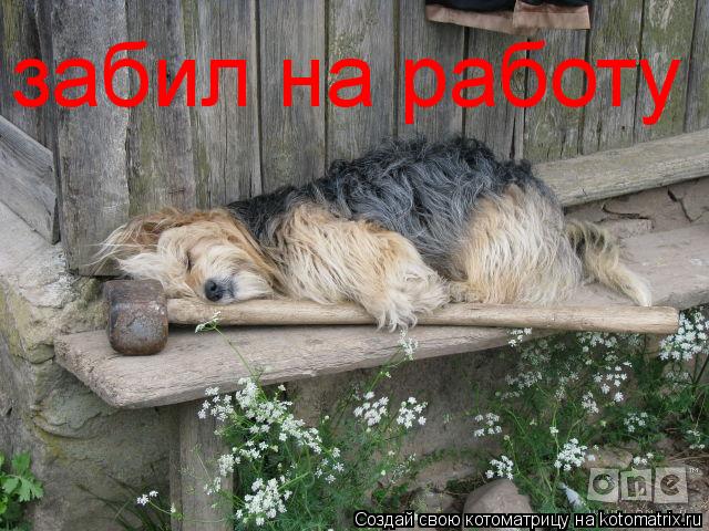 забил на работу... Котоматрица: забил на работу