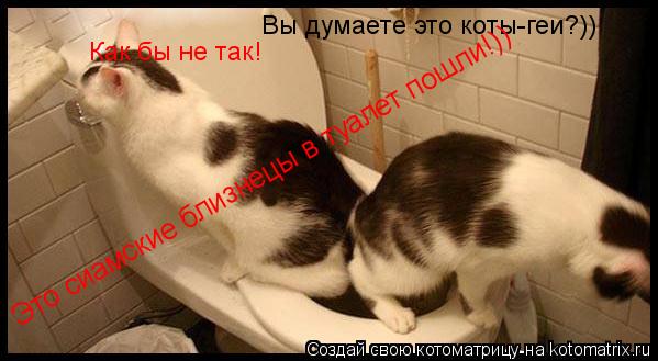 Котоматрица: Вы думаете это коты-геи?)) Как бы не так! Это сиамские близнецы в туалет пошли!))