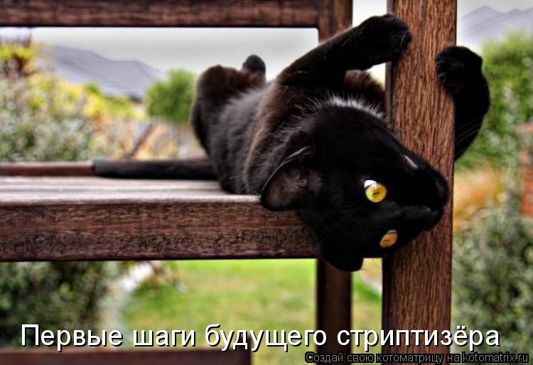 Первые шаги будущего стриптизёра... Котоматрица: Первые шаги будущего стриптизёра