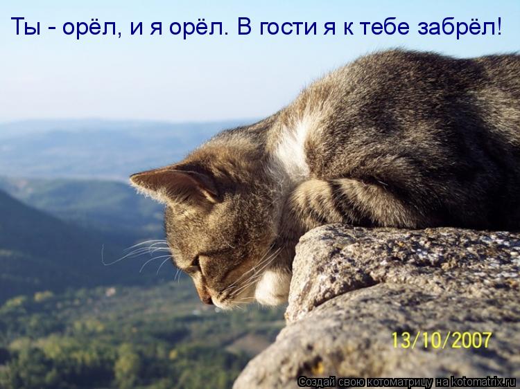 Ты - орёл, и я орёл. В гости я к тебе забрёл!... Котоматрица: Ты - орёл, и я орёл. В гости я к тебе забрёл!