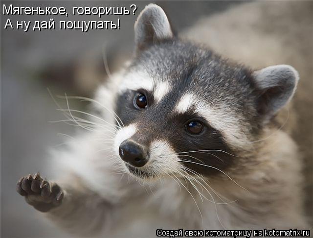 Мягенькое, говоришь? А ну дай пощупать!... Котоматрица: Мягенькое, говоришь? А ну дай пощупать!