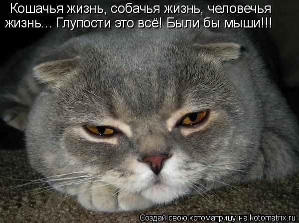 Кошачья жизнь, собачья жизнь, человечья жизнь... Глупости это всё! Были бы мыши!!!... Котоматрица: Кошачья жизнь, собачья жизнь, человечья жизнь... Глупости это всё! Были бы мыши!!!