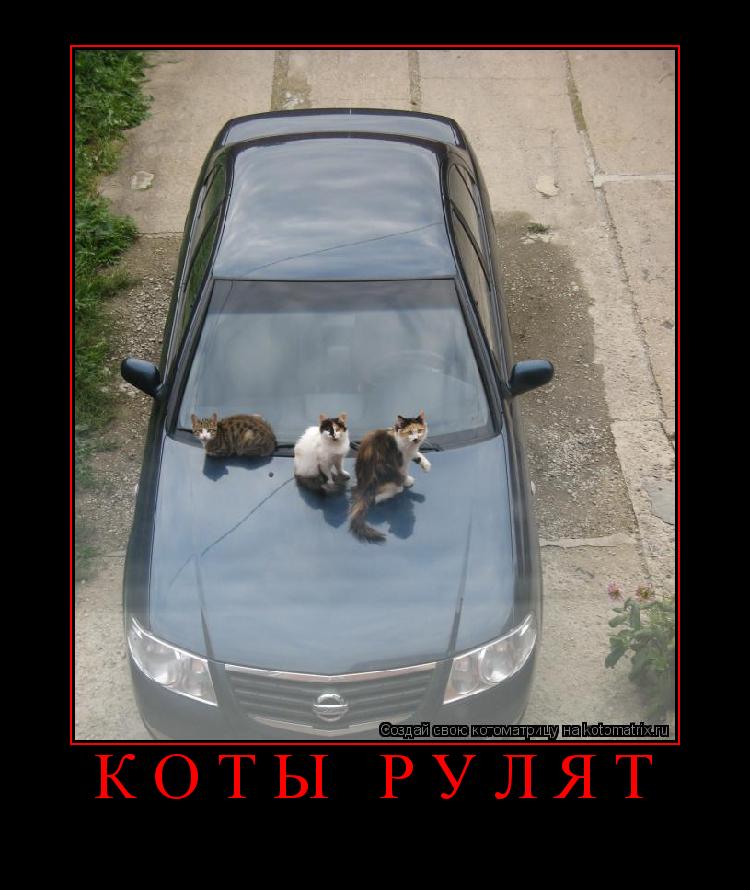 Ниссан кот