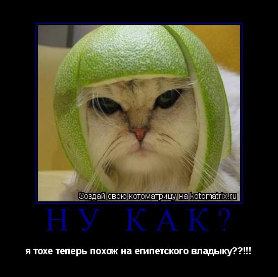 ну как? я тохе теперь похож на египетского владыку??!!!... Котоматрица: ну как? я тохе теперь похож на египетского владыку??!!!
