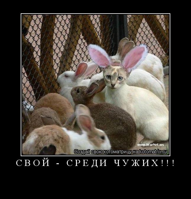 СВОЙ - СРЕДИ ЧУЖИХ!!! ... Котоматрица: СВОЙ - СРЕДИ ЧУЖИХ!!!