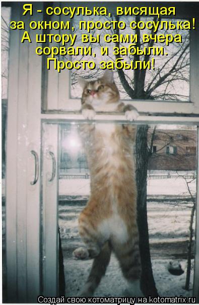 Я - сосулька, висящая за окном, просто сосулька! А штору вы сами вчера сорвали, и забыли. Просто з... Котоматрица: Я - сосулька, висящая за окном, просто сосулька! А штору вы сами вчера сорвали, и забыли. Просто забыли!