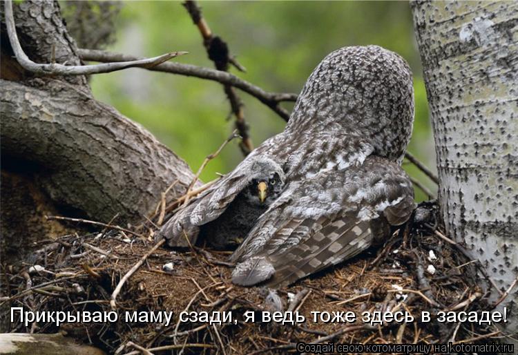 Котоматрица: Прикрываю маму сзади, я ведь тоже здесь в засаде!