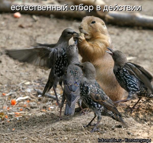Котоматрица: естественный отбор в действии