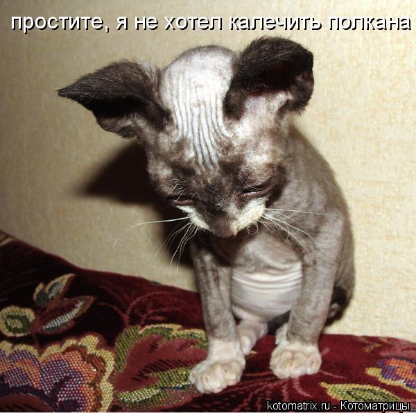 простите, я не хотел калечить полкана... Котоматрица: простите, я не хотел калечить полкана
