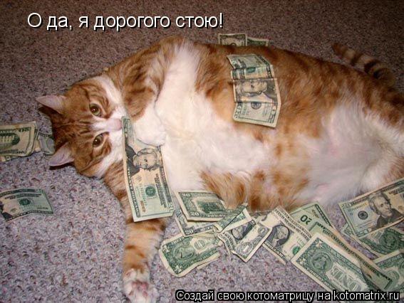 О да, я дорогого стою!... Котоматрица: О да, я дорогого стою!