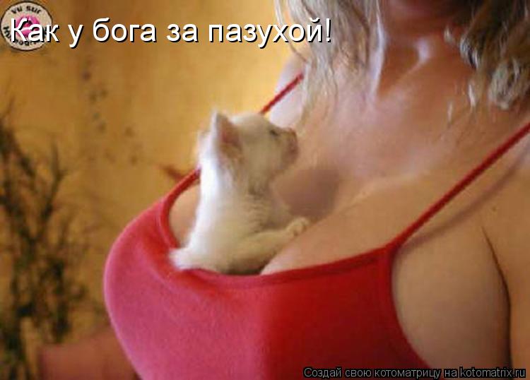 Как у бога за пазухой!... Котоматрица: Как у бога за пазухой!