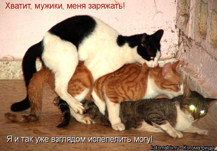 Хватит, мужики, меня заряжать! Я и так уже взглядом испепелить могу!... Котоматрица: Хватит, мужики, меня заряжать! Я и так уже взглядом испепелить могу!