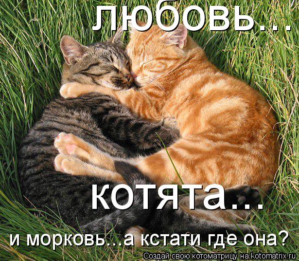 любовь... котята... и морковь...а кстати где она?... Котоматрица: любовь... котята... и морковь...а кстати где она?