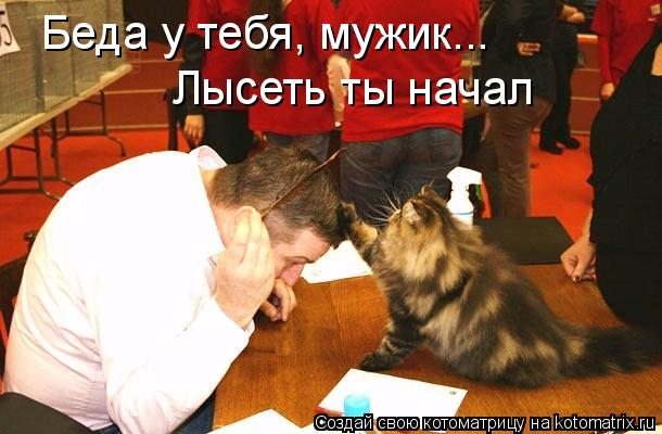 Котоматрица: Беда у тебя, мужик... Лысеть ты начал