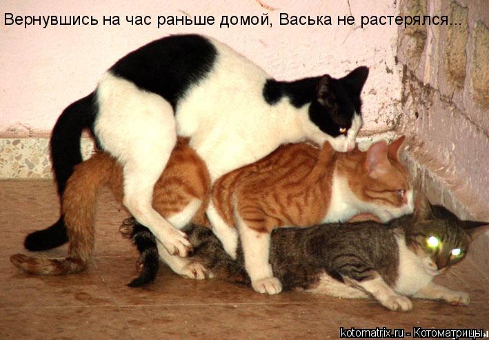 Вернувшись на час раньше домой, Васька не растерялся...... Котоматрица: Вернувшись на час раньше домой, Васька не растерялся...